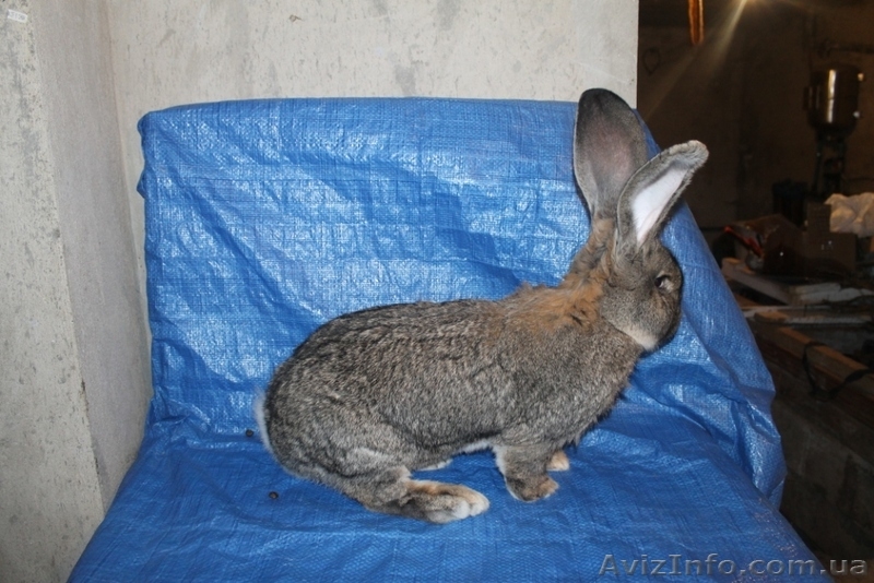 Кролики Бельгийский великан,Фландр, Обр,Ризен - <ro>Изображение</ro><ru>Изображение</ru> #4, <ru>Объявление</ru> #1513190