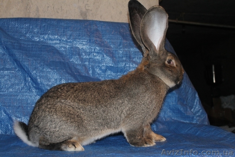 Кролики Бельгийский великан,Фландр, Обр,Ризен - <ro>Изображение</ro><ru>Изображение</ru> #6, <ru>Объявление</ru> #1513190