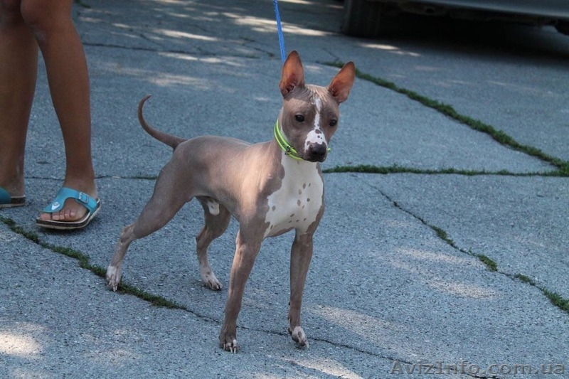 Американский голый терьер - <ro>Изображение</ro><ru>Изображение</ru> #3, <ru>Объявление</ru> #1524338