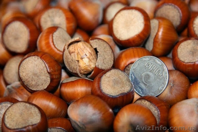 Продажа саженцев плодовых деревьев  - <ro>Изображение</ro><ru>Изображение</ru> #2, <ru>Объявление</ru> #1546571