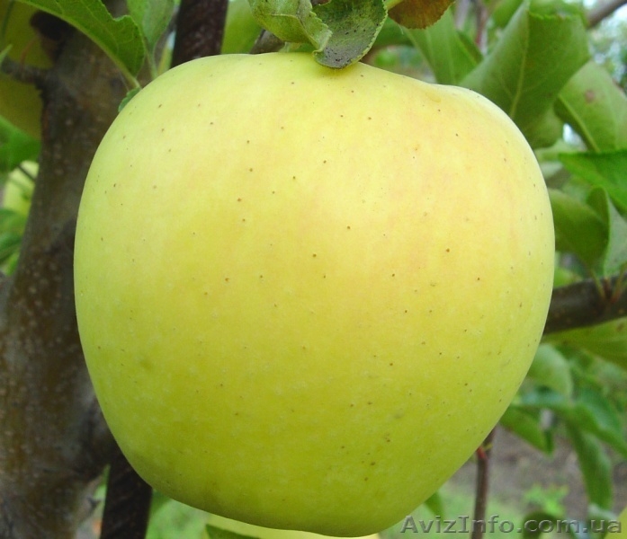 Продажа саженцев плодовых деревьев  - <ro>Изображение</ro><ru>Изображение</ru> #3, <ru>Объявление</ru> #1546571