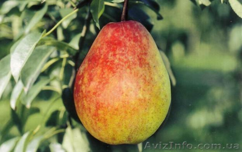 Продажа саженцев плодовых деревьев  - <ro>Изображение</ro><ru>Изображение</ru> #4, <ru>Объявление</ru> #1546571
