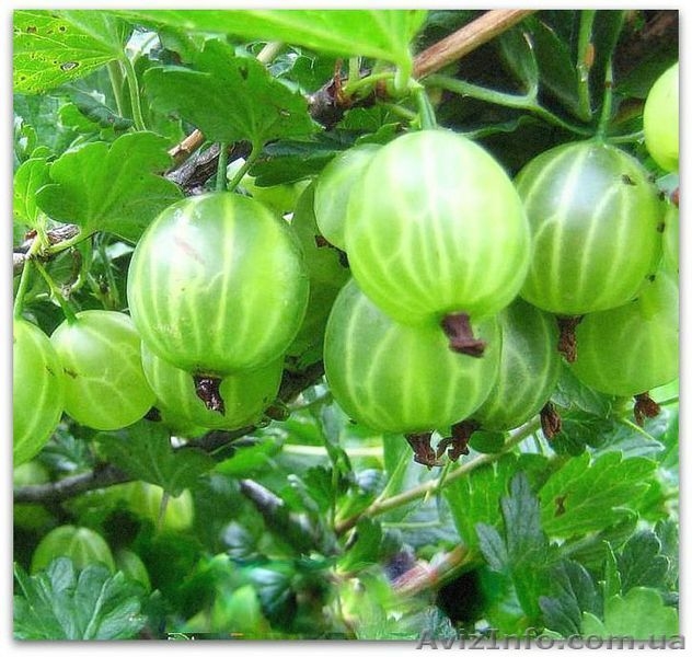 Продажа саженцев плодовых деревьев  - <ro>Изображение</ro><ru>Изображение</ru> #8, <ru>Объявление</ru> #1546571