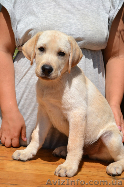 Щенки Лабрадора (КСУ) из питомника - <ro>Изображение</ro><ru>Изображение</ru> #1, <ru>Объявление</ru> #1585225