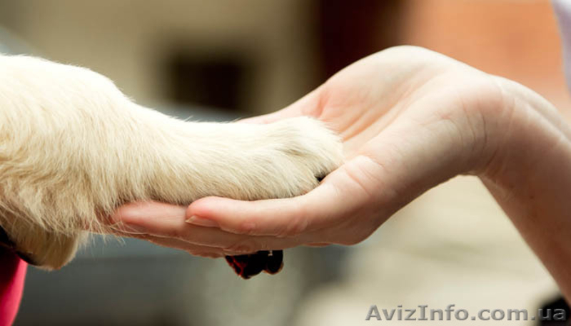 Скорая кинологическая помощь.Консультации зоопсихолога - <ro>Изображение</ro><ru>Изображение</ru> #2, <ru>Объявление</ru> #1631824