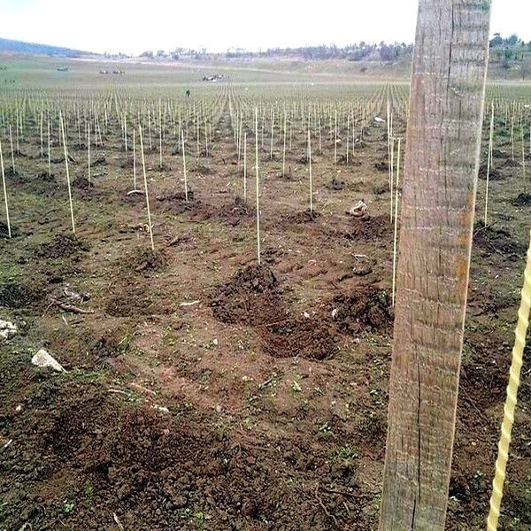 Продам опоры и колышки для растений Polyarm - <ro>Изображение</ro><ru>Изображение</ru> #4, <ru>Объявление</ru> #1687600