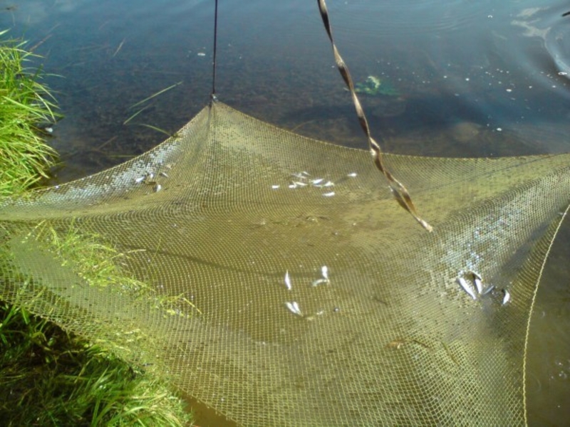 Паук-малявочник - <ro>Изображение</ro><ru>Изображение</ru> #1, <ru>Объявление</ru> #1601980