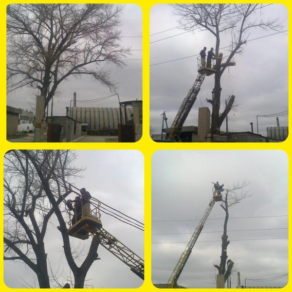 Спил дерев, валка, рубка, обрізка гілок у Чернівцях та області - <ro>Изображение</ro><ru>Изображение</ru> #4, <ru>Объявление</ru> #1733554