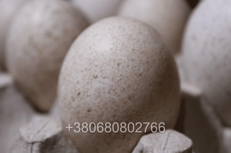 Інкубаційні яйця індичок Біг 6 - <ro>Изображение</ro><ru>Изображение</ru> #2, <ru>Объявление</ru> #1743222